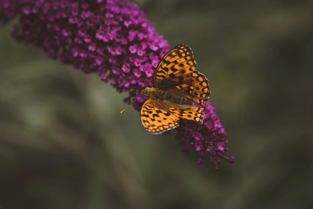 Pezibear butterfly 4453669