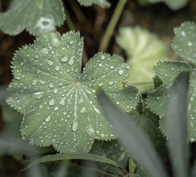 GEWA Website Gartenbau Bremgarten 05