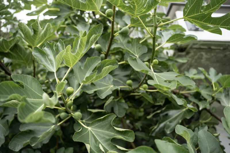 GEWA Website Gartenbau Bremgarten 03