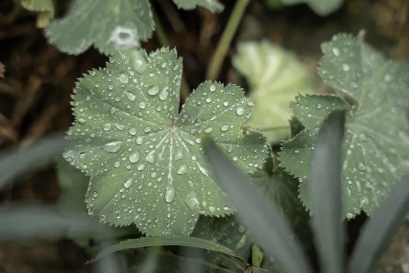 GEWA Website Gartenbau Bremgarten 05