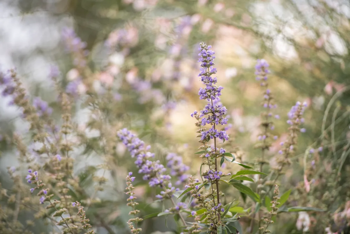 GEWA Website Gartenbau Muenchenbuchsee 02