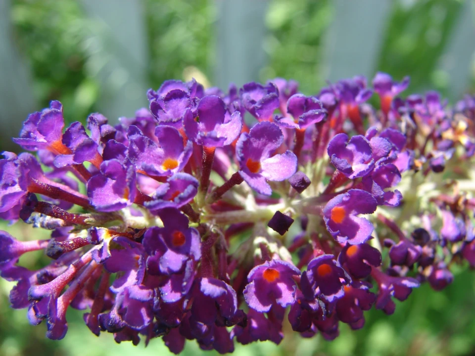 Robbihoy butterfly bush 557394