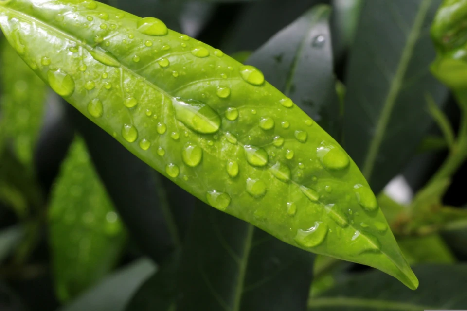 Nessie66 cherry laurel 2694318