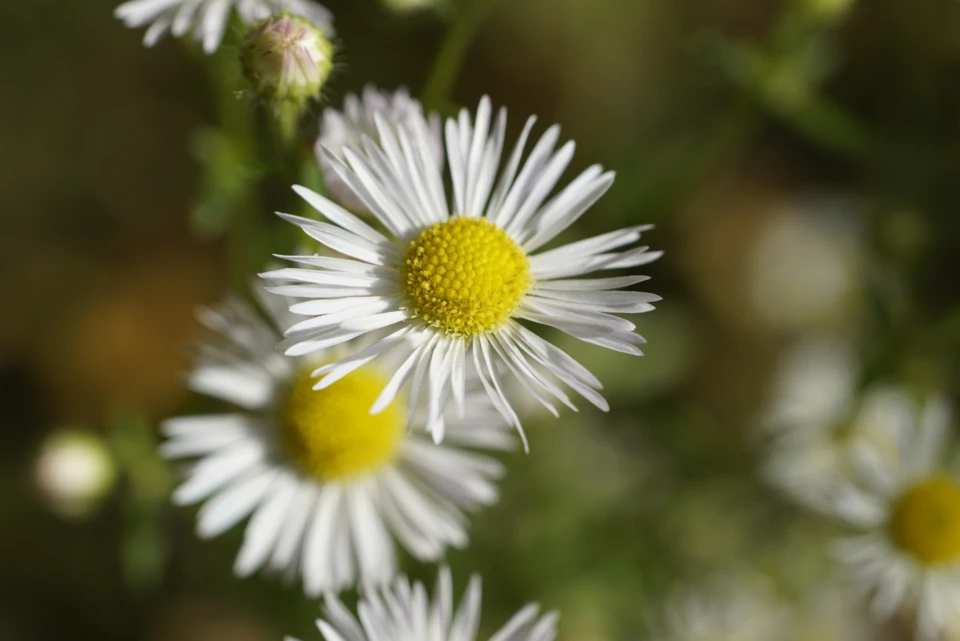 Jhenning fleabane 5752989