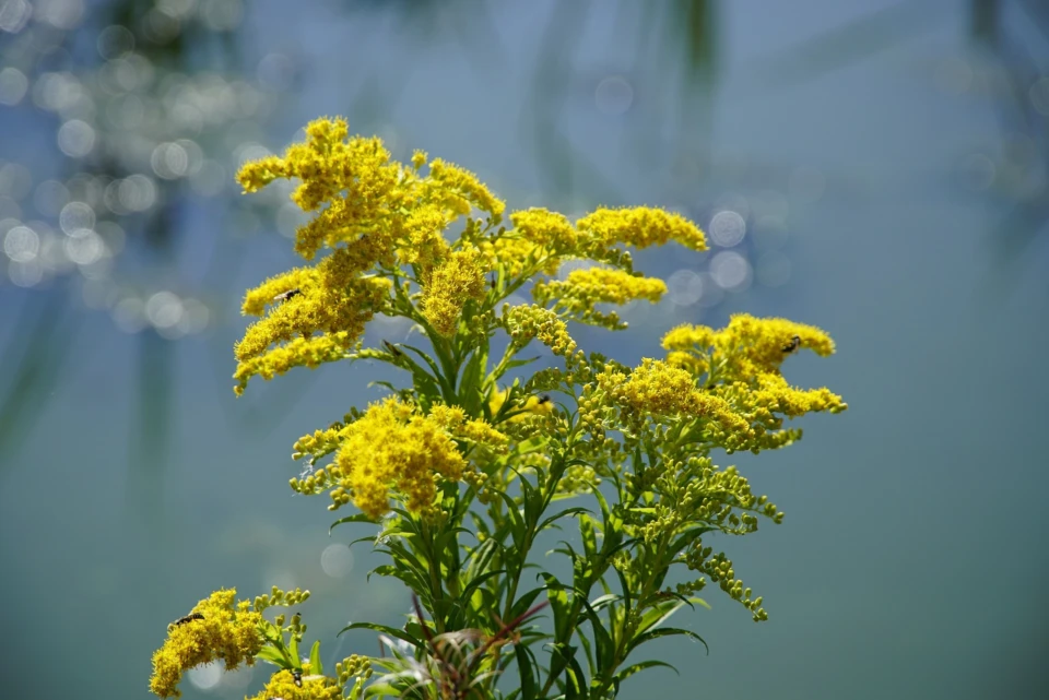 Jhenning solidago 5465648 1920