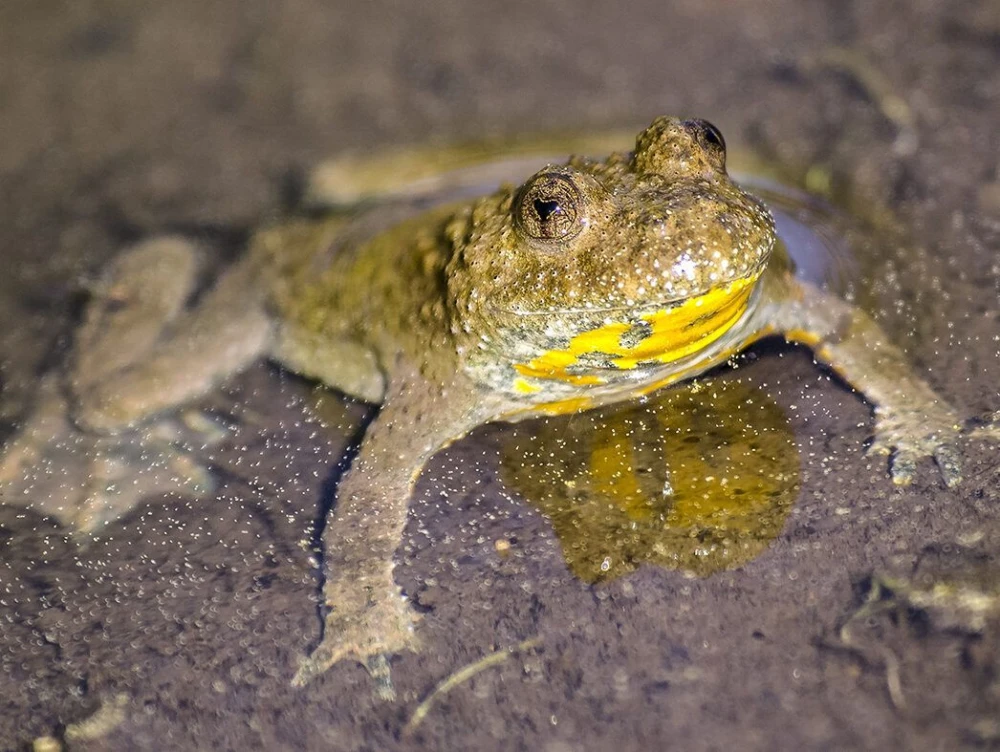 Yellow bellied toad 2382988