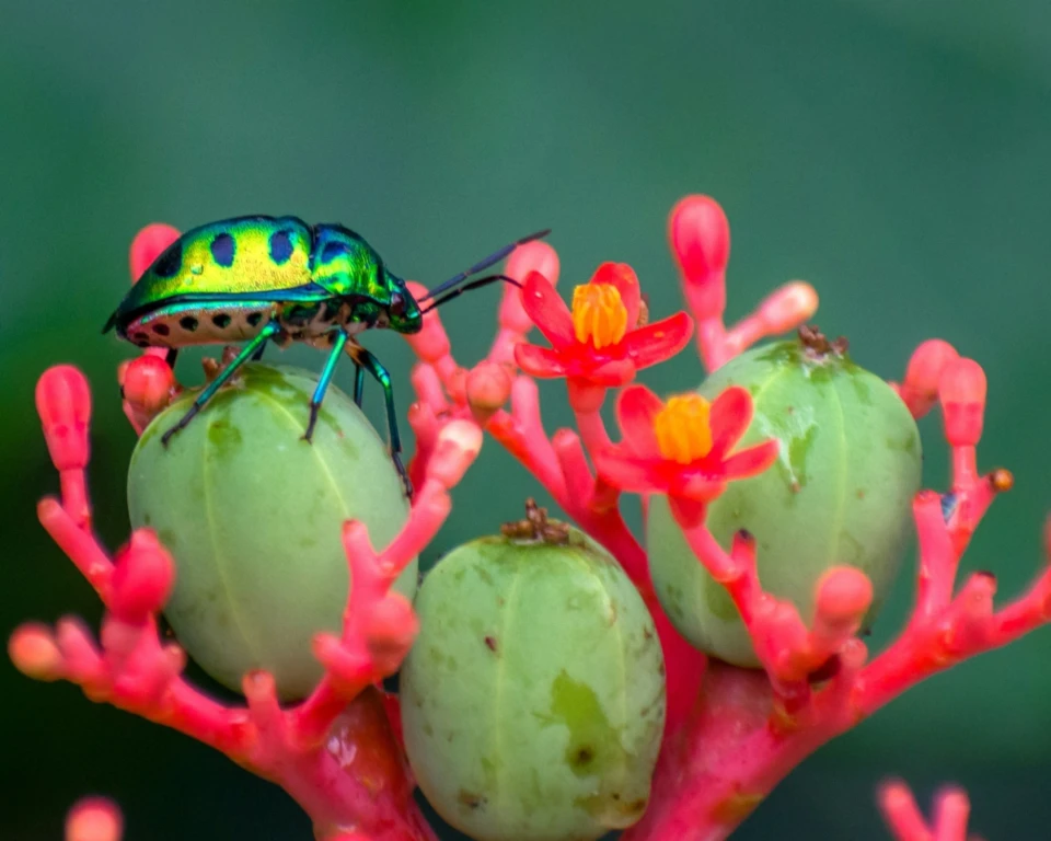 Insekten Lebensraum
