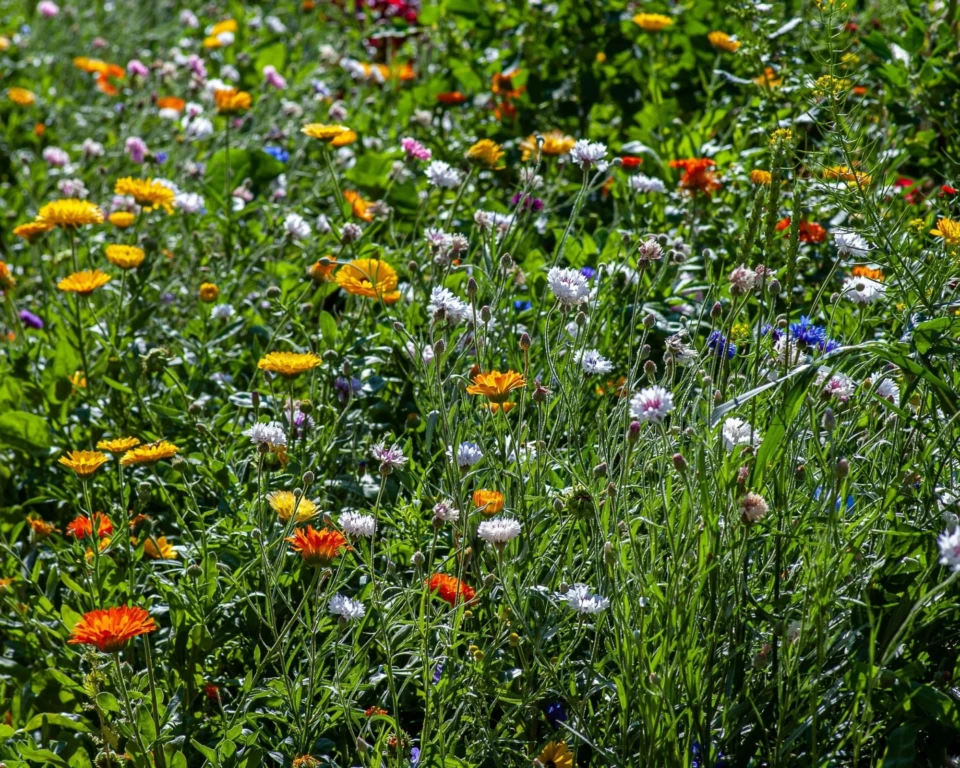 Bunte Wiese